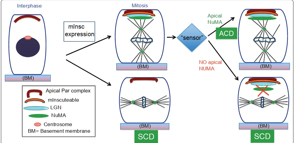 Figure 2 Robust control of perpendicular spindle orientation in epidermal basal cellsmInsc localize mInsc/LGN/NuMA at the apical cortex in early mitosis but do not establish stable perpendicular spindle until late metaphase