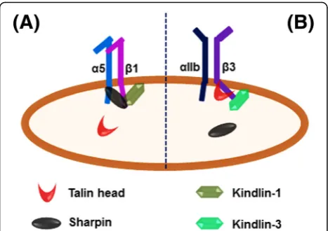 Fig. 5 A model to show the different roles of sharpin in regulatingmember in platelets to support integrininteract with the integrinhead binding to theto a negative regulation on integrinthe integrincompetitively inhibit the talin head binding to theintegr