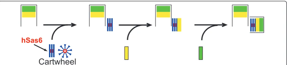 Figure 1 Centriole assembly as a modular processof hSas6 (red) and 9 symmetrical spokes (blue)