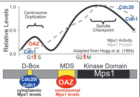 Figure 2 Cell cycle profile of Mps1 and its control bydegradation. The top panel shows the cell cycle profile of hMps1protein levels (broken grey line) and protein kinase activity (solidblack line), adapted from the data of Hogg et al., 1994 [64]