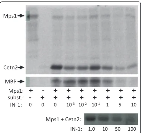 Figure 5 IN-1 is not equally effective against all Mps1top and bottom panels show autoradiographs of kinase assays withCetn2 as substrate (subst.), the bottom cropped to show just Cetn2.The middle panel shows a similar kinase assay using MBP assubstrate, c