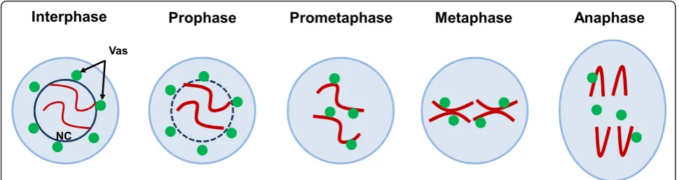 Figure 1 The dynamic localization of Vasa during mitosis in Drosophila germline stem cells