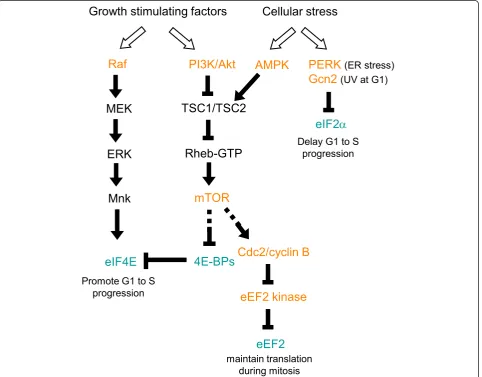 Figure 1 Links between cellular signaling pathways and cell cycle control via translational regulationactivate the mTOR and Ras/Raf-MAPK signaling pathways
