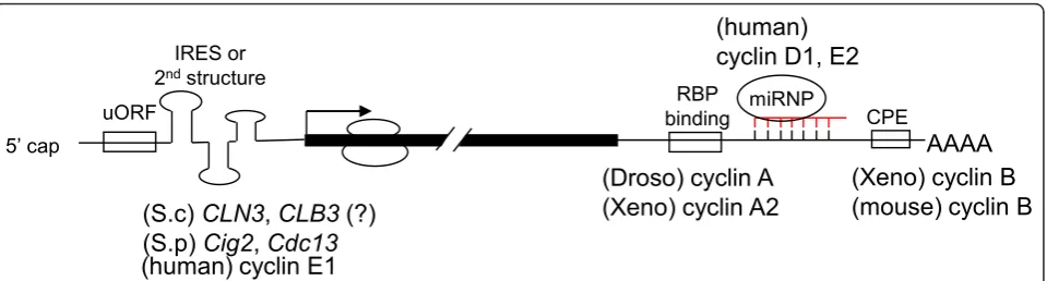 Figure 2 Ciscyclin mRNAs is regulated by the Bruno family of RNA binding proteins (RBPs) that bind to theresponsible for its translational control but the underlying mechanism is unclear