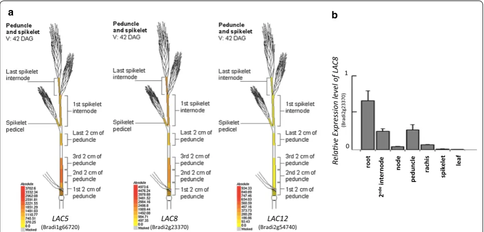 Fig. 1 Expression levels of LAC5, LAC8 and LAC12. a In silico expression levels of the three laccases obtained with the Gene Atlas tool from BAR Brachypodium eFP Browser (http://bar.utoro nto.ca/efp_brach ypodi um/cgi-bin/efpWe b.cgi) [18]
