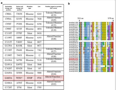 Fig. 2 Allelic series of mutations in LAC8 gene (Bradi2g23370) identified by TILLING and peptide alignment of different Brachypodium laccase C-terminals