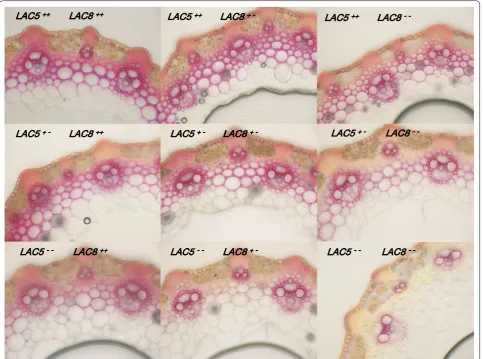 Fig. 4 Growth phenotype of WT and of lac5 lac8 mutant