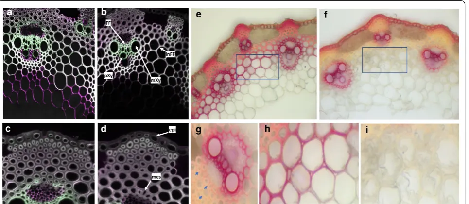 Fig. 6 Raman spectroscopy of interfascicular fiber cell wall and metaxylem cell wall from WT and lac5 lac8