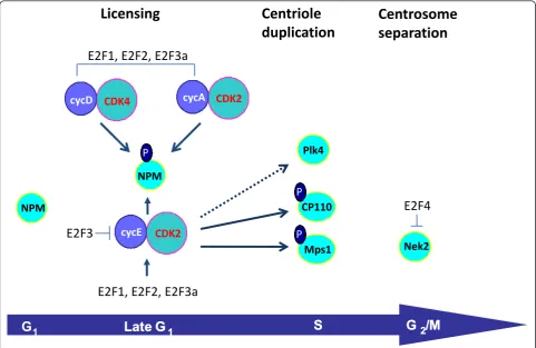 Figure 1 The Gthat even though Plk4 is not a direct target of Cdk2, introduction of a dominant-negative Cdk2 construct renders it ineffective in triggeringcentriole reduplication
