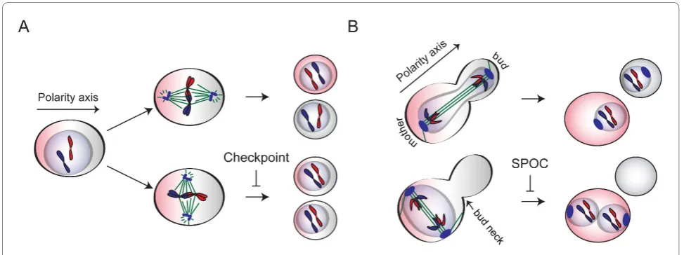 Figure 1 Impact of spindle orientation on asymmetric cell division. Asymmetric cell division is depicted in a hypothetical polarized cell (A)and in budding yeast (B)