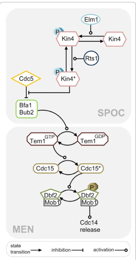 Figure 2 MEN and SPOC. Schematic representation of mitotic exitnetwork and spindle position checkpoint