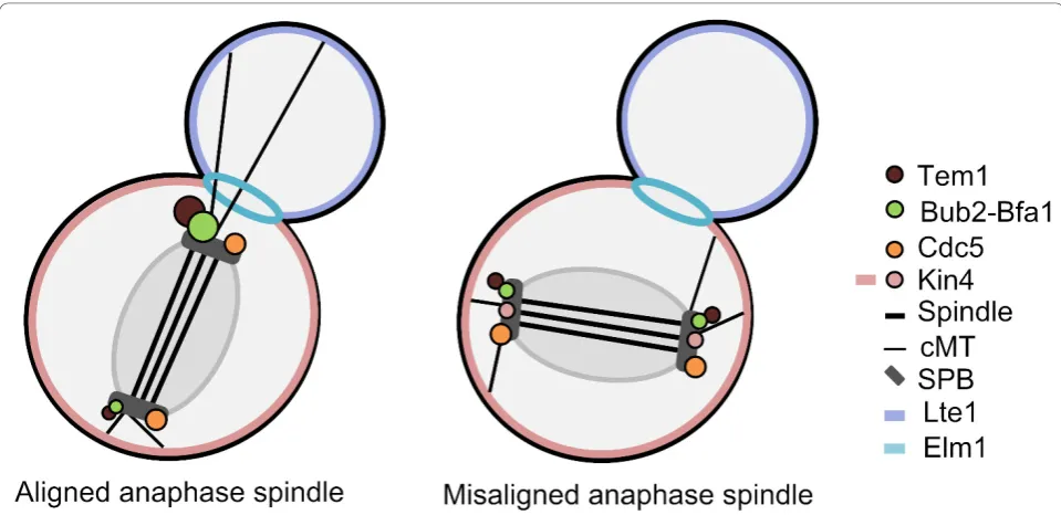 Figure 4 Localization of SPOC proteins upon normal and misalignment of the anaphase spindle