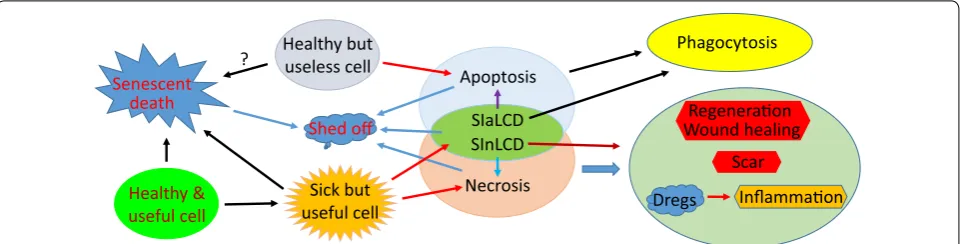 Fig. 3 Relationships between different extents of stress and dif-ferent cell death modes