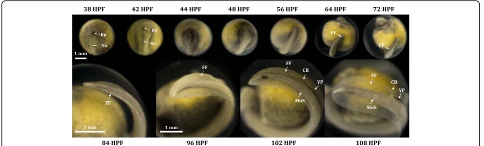 Fig. 1 Tail development of Russian sturgeon (Acipenser gueldenstaedtii). Bp blastopore, CR cloaca rudiment, FF fin fold, HPF hours post fertilization,MuS muscle segment, NG neural groove, YP yolk plug