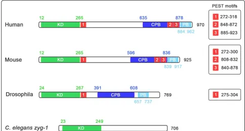 Table 1 PLK4 phosphorylation motifs