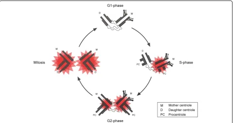 Figure 3 Centriole duplication and temporal activation of PLK4. In G1, PLK4 is present at centrioles but active kinase cannot be detectedindicating that PLK4 is inactive at this point in the cell cycle