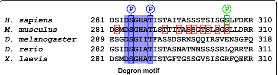 Figure 4 Regulatory phosphorylation sites in PLK4. The degron motif of PLK4 (highlighted in blue) is conserved with phosphorylation of itsserine and threonine residues creating a binding site for the F-box protein b-TrCP, which forms part of the SCFb-TrCP 