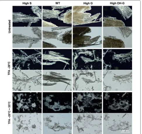 Fig. 4 Reduced birefringence upon treatment of catalytically delignified (CDL) poplar wood particles after low‑temperature swelling in TFA and subsequent gelatinization