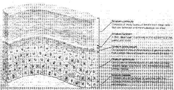 Figure 1.2 Structure of Epidermis, from Van De Graaff KM, Fox SI  (4)  The stratum lucidum
