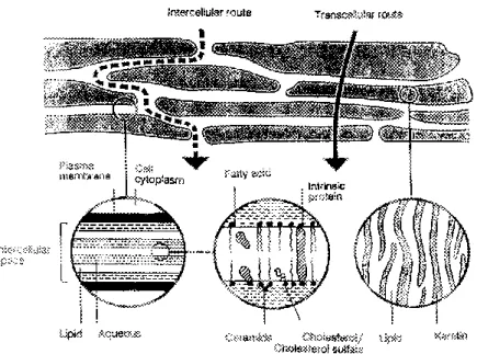 Figure 1.3 The “brick and mortar” structure of the stratum corneum (Diagram  from William AC and Barry BW, 1992)