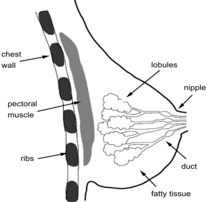 Figure 1.2: Side view of the anatomy and structure of the breast.