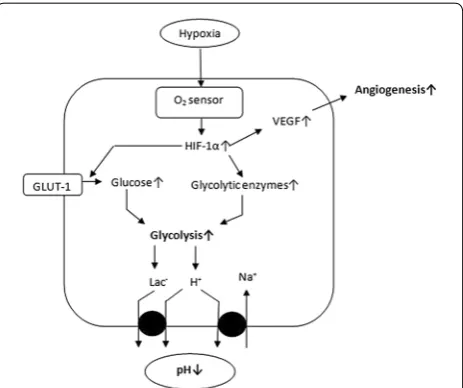 Fig. 1 Structure of HIF-1α and HIF-1β gene. These genes contain a common basic helix-loop-helix and PAS domain for DNA binding and dimeriza-tion