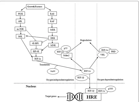 Fig. 3 Oxygen-dependent and independent regulatory pathways of HIF-1