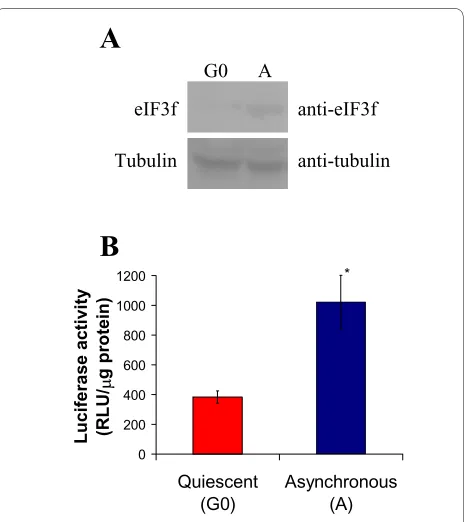 Figure 1 Human eIF3f expression is cell growth related in A549 in quiescent A549 cells (G0) and proliferating asynchronous cultures (A)