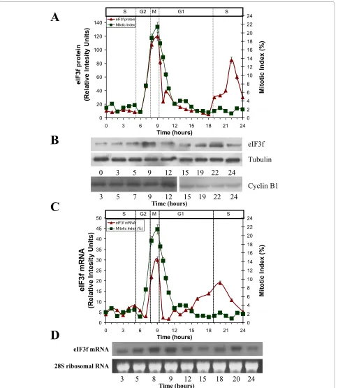 Figure 3 Human eIF3f expression profile in A549 cells throughout the cell cycle. A) Expression of eIF3f protein (relative intensity units normalized with tubulin, panel B of this Figure), and mitotic index (%, verified with Cyclin B1 expression shown in pa