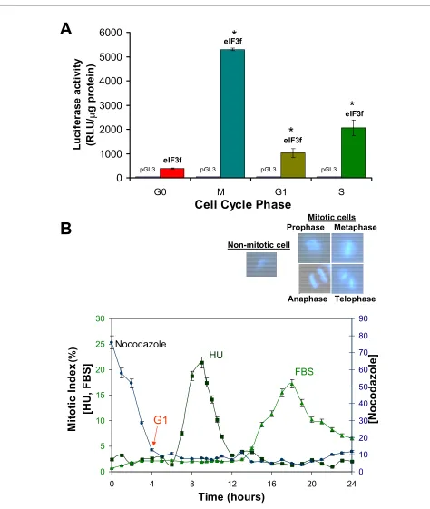 Figure 4 Promoter activity of the upstream sequence of functional eIF3f in quiescent A549 cells (G0), M, G1, and S synchronous culturesA) Cell cultures in G0, M or S were transiently transfected with the promoter plasmid constructs and harvested 48 (for M 