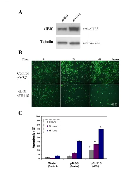 Figure 5 Ectopic expression of human eIF3f in A549 cells. A) WB analysis of eIF3f expression in transfected pMSG (control) and pFH11S (ectopic expression) A549 cultures