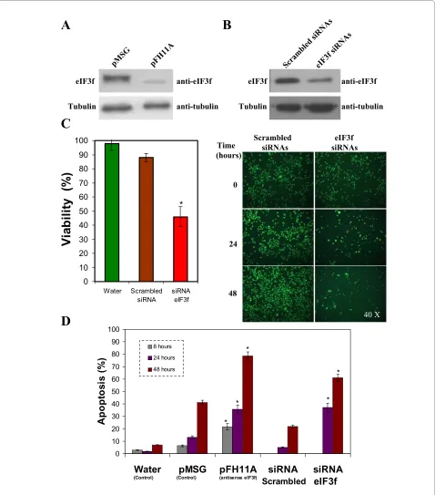 Figure 6 Expression silencing of human eIF3f in A549 cells. A) WB analysis of eIF3f expression in transfected pMSG (control) and pFH11A (anti-sense) A549 cultures