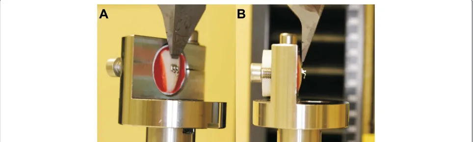 Figure 1 Representative photographs of a tooth positioned in the testing machine. A: lateral side view; B lateral view.