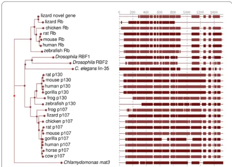 Figure 1 Phylogenetic tree illustrating the evolutionary relation-Branch length corresponds to the estimated evolutionary distance be-tween protein sequences