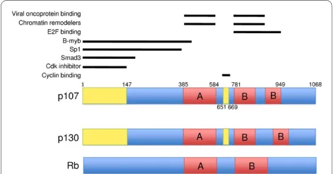 Figure 2 Schematic diagram of the shared domains for p107, p130, and Rb. p107 and p130 are more similar to each other than to Rb due to more extensive sequence homology and the shared Cyclin binding and Cdk inhibitory domains