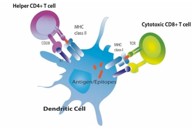 Figure  4:  Intercellular  Interactions  in  the  Immune  System  (Boston University School of Public Health) 