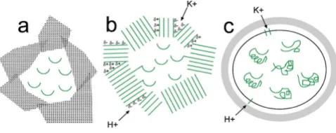 Figure 2A scheme for cell evolutionA scheme for cell evolution. Polypeptides are in green