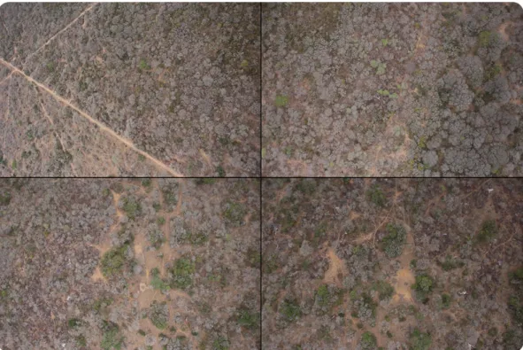Figure 1.3: Randomly sampled RGB images from the dataset. Most of the landscape is covered with green and grey foliage, with patches of brown soil occasionally breaking through.
