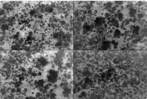 Figure 1.4: Randomly sampled thermal images from the dataset. The darker regions represent the cooler foliage, while the lighter regions represent the hotter soil