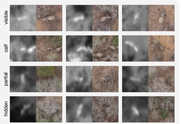Figure 1.7: Thermal and visual example pairs of the label categories. Elephants must be clearly visible in both bands to be labelled as visible, the same holds for calves (calf )