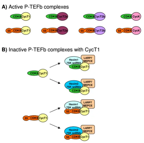 Figure 2Active and inactive P-TEFb complexesTEFb complexes. CDK9Active and inactive P-TEFb complexes