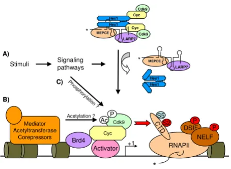 Figure 3Regulation of P-TEFb activity during transcriptionRegulation of P-TEFb activity during transcription