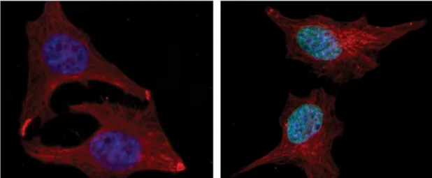 Figure 1. Effect of fixative on immunostaining patterns