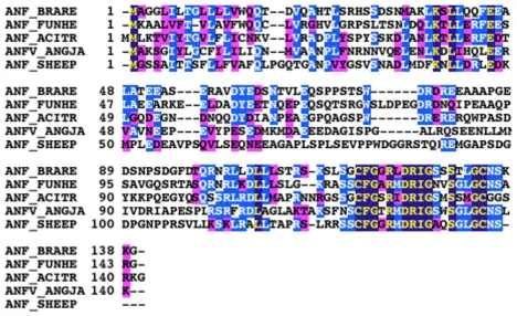 Figure 2ClustalW alignment of atrial natriuretic peptide (ANP) sequences from different speciesdescribed first amino acid