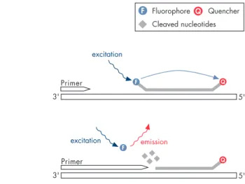 Figure 1. Principle of TaqMan probes in quantitative, real-time PCR. Both the TaqMan probe and the PCR primers anneal to the target sequence during the PCR annealing step