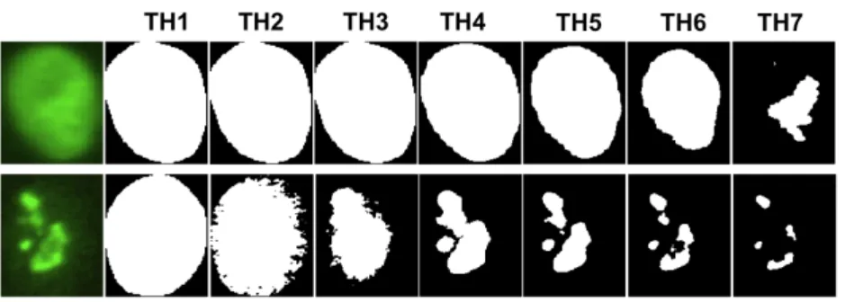 Figure 3: Examples of binary masks obtained from seven progressive thresholding levels (TH1-TH7) applied to images of cells with homogeneous (top) and nucleolar (bottom) staining patterns.