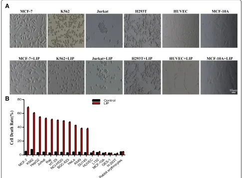 Fig. 1 Selective cytocidal activity of LIP in vitro. (a) Morphological alterations of cells induced by LIP