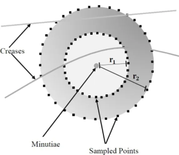 Figure 4.3: Concentric circles to construct local crease shape descriptor of a given minutiae.