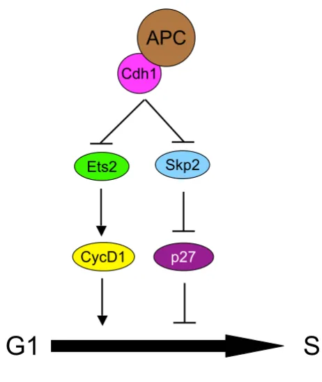 Figure 1Cdh1 regulate the timing of S-phase entryCdh1 regulate the timing of S-phase entry.