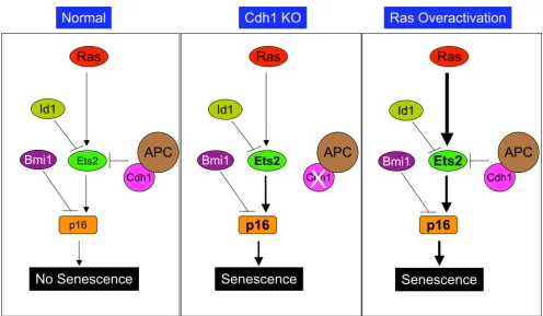 Figure 2Cdh1 and cellular senescenceCdh1 and cellular senescence. (A) Under normal conditions, the expression of p16 is tightly controlled by both positive and negative regulators